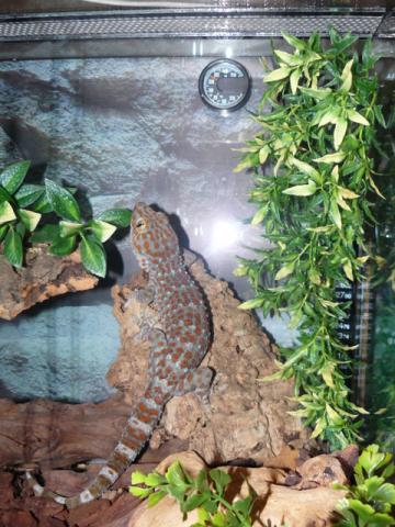 Gekko gecko