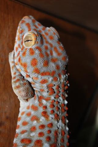 Gekko gecko