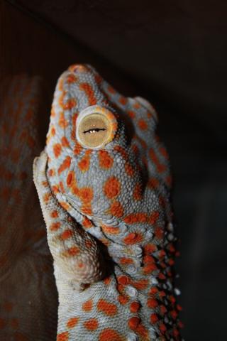 Gekko gecko