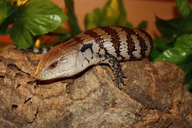 Tiliqua gigas