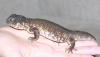Spausk peržiūrai uromastyx_acanthinuris_t1.jpg