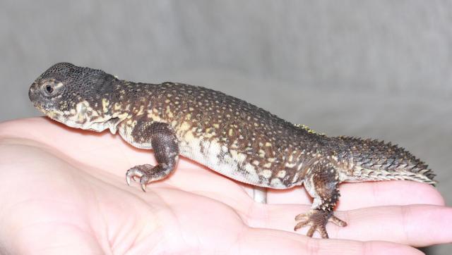 Uromastyx acanthinuris