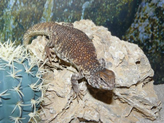 Uromastyx acanthinura