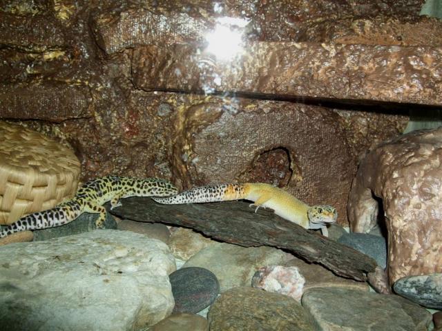 E. macularius