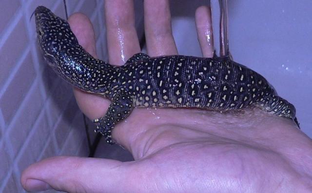 Varanus Indicus