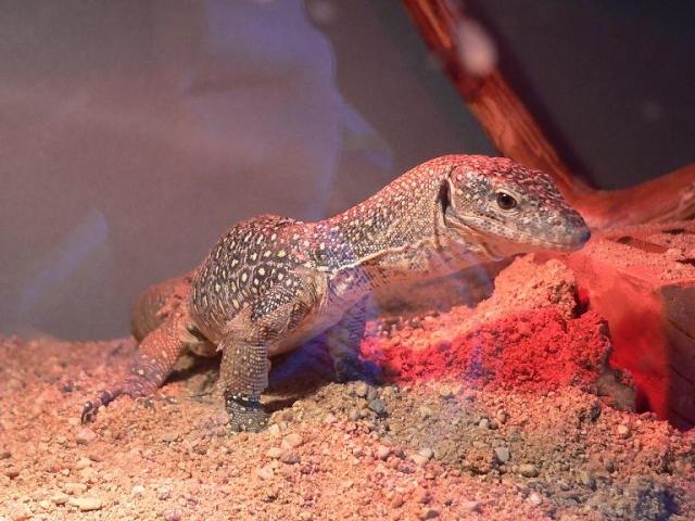 Varanus indicus