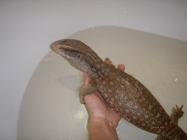 Varanus exanthematicus