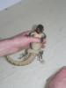 Spausk peržiūrai varanus_indicus_t1.jpg