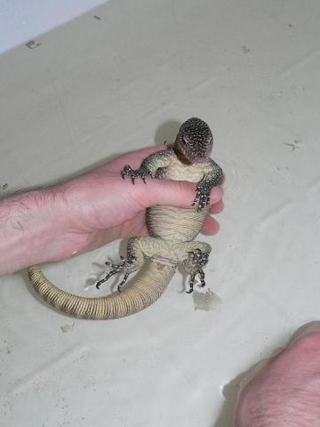 Varanus Indicus