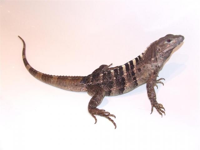 Vonioj