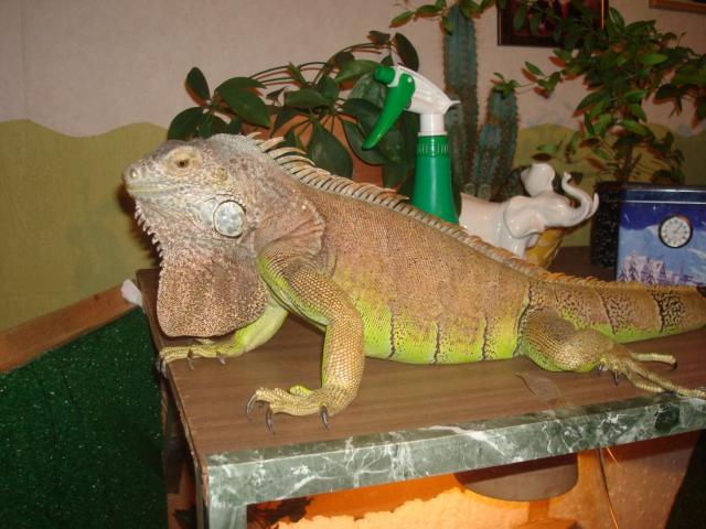 Zalioji :)