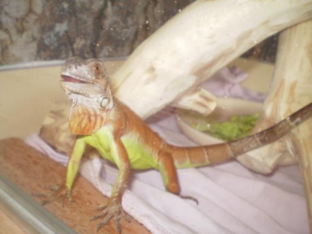iguana