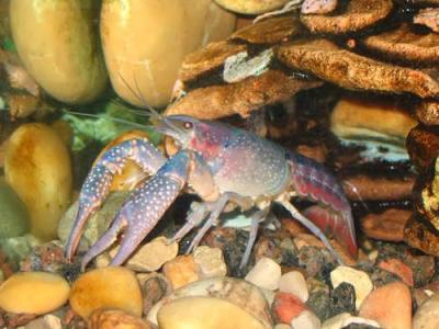 Procambarus Clarcii Blue Pearl
