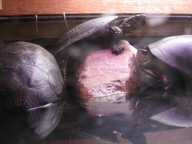Emys orbicularis