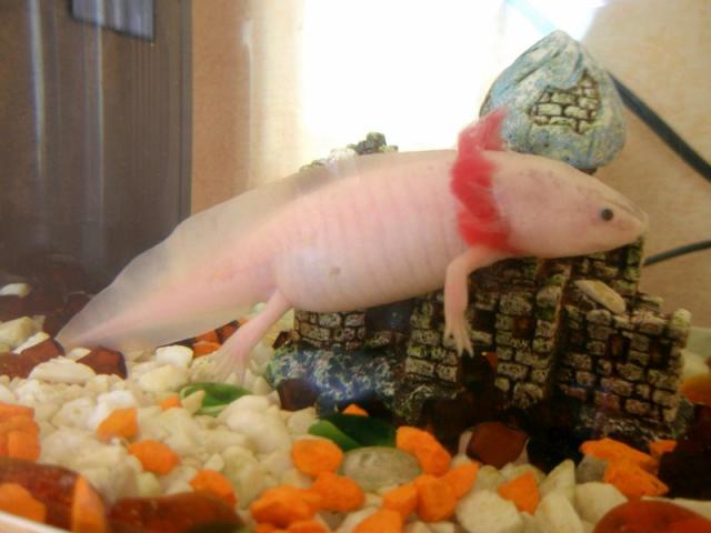 Ambystoma mexicanum