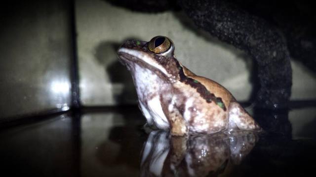 Leptopelis vermiculatus