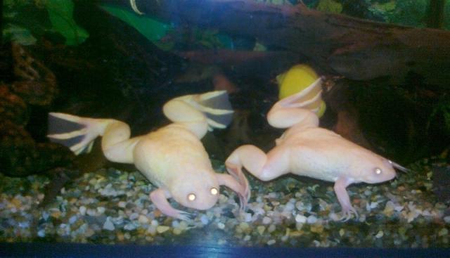 Xenopus laevis