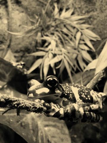 Trachycephalus resinifictrix