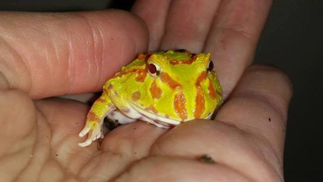 Ceratophrys cranwelli