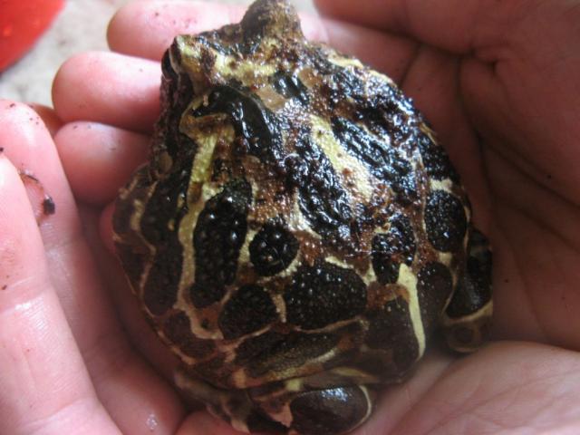 Ceratophrys cranwelli