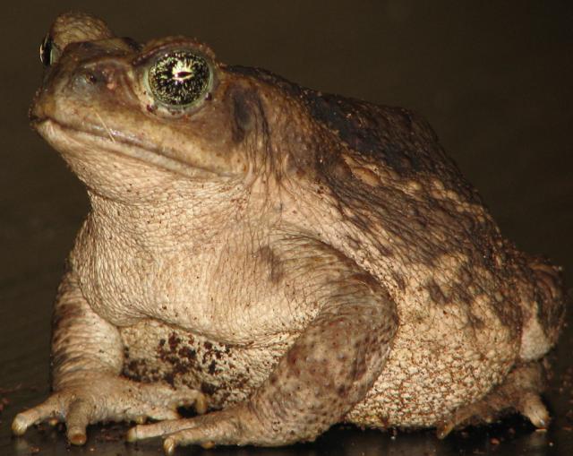 Bufo marinus