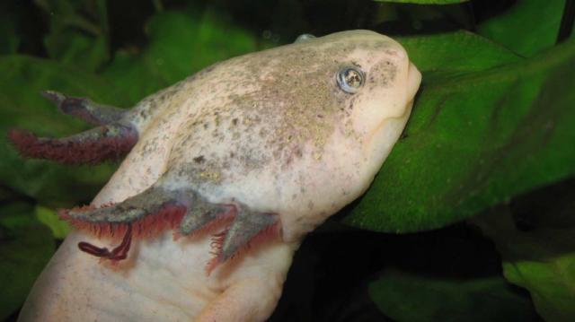 Ambystoma mexicanum