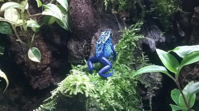 Dendrobates tinctorius azureus