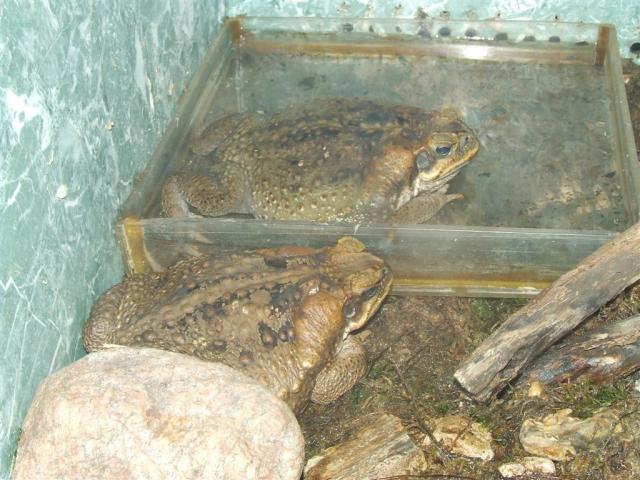 Bufo marinus