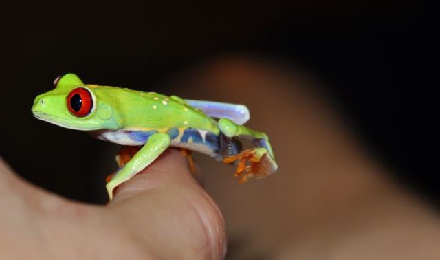 Agalychnis callidryas