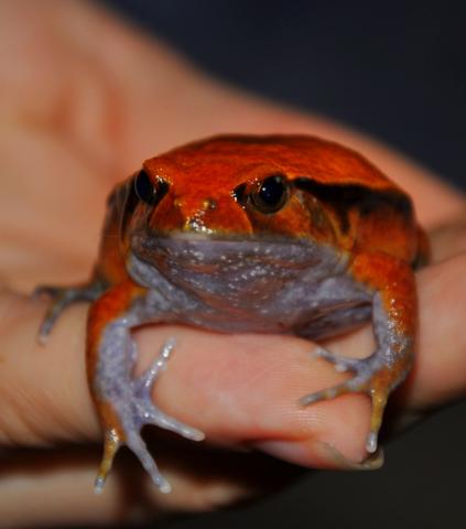 Dyscophus sp. ;]