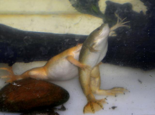 Xenopus leavis