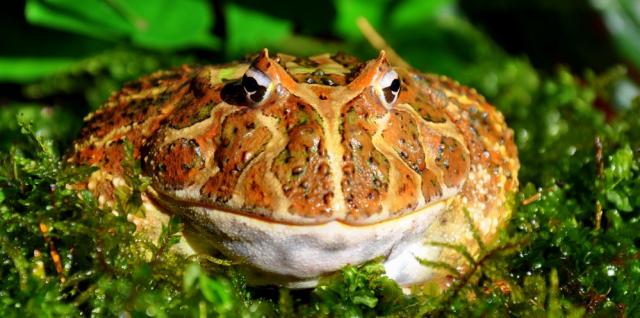 Ceratophrys cranwelli