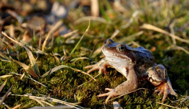 Rana temporaria