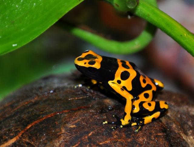 Dendrobates leucomelas