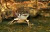 dsc_2279-001_t1.jpg