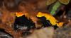 dsc_2678_t1.jpg