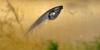 dsc_2700-001_t1.jpg