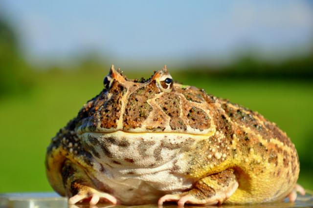 Ceratophrys cranwelli