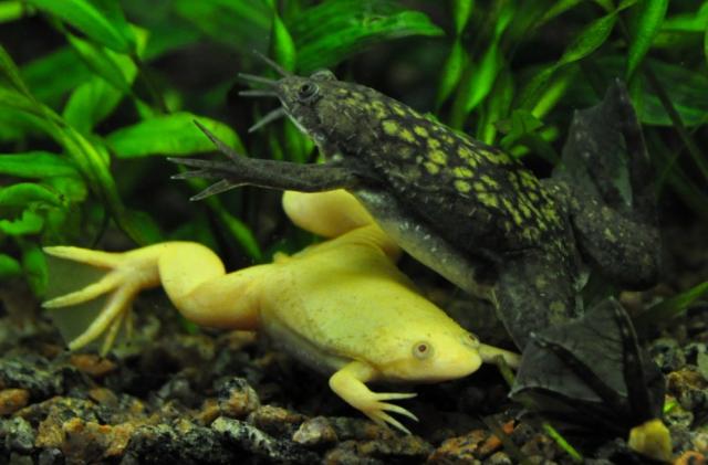 Naguotosios varlės (Xenopus laevis)