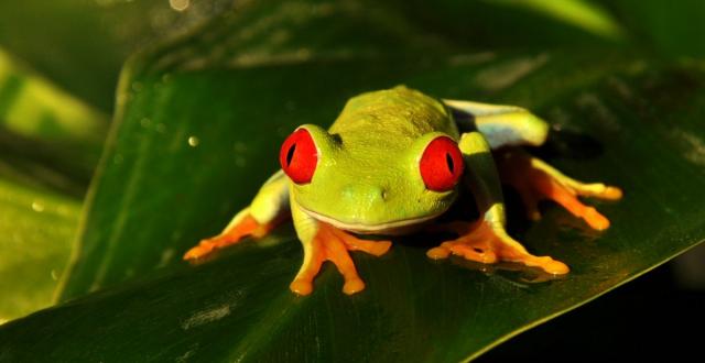 Raudonakė medvarlė (Agalychnis callidryas) red eye treefrog