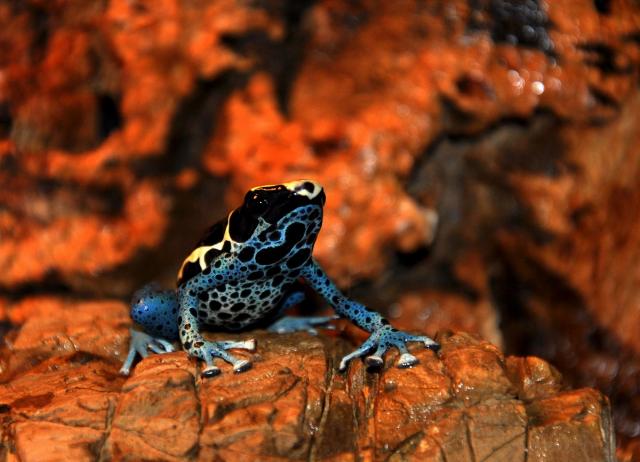 Dendrobates tinctorius 