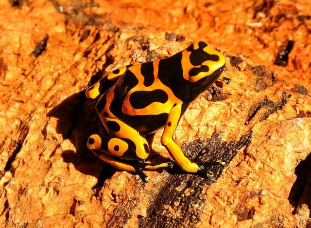 Dendrobates leucomelas