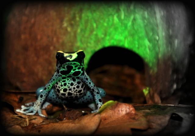 Dendrobates tinctorius