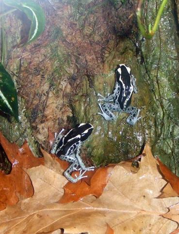 Ryga zoo