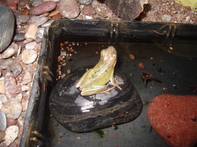 Hyla cinerea