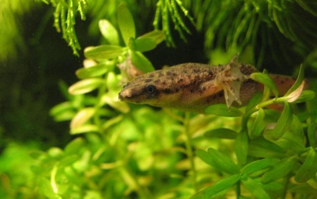 Afrikinis varlius