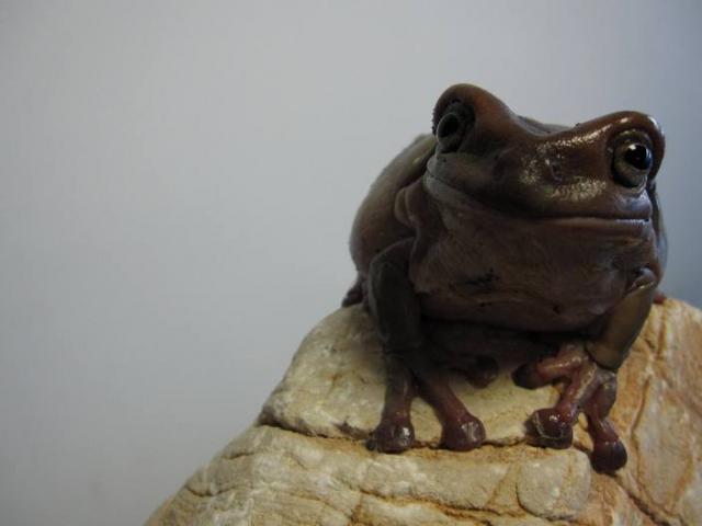 varlius