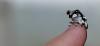 milkfrog_t1.jpg