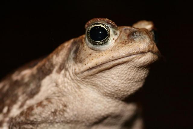 Nepatenkinta