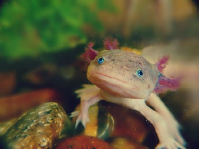 Ambystoma mexicanum